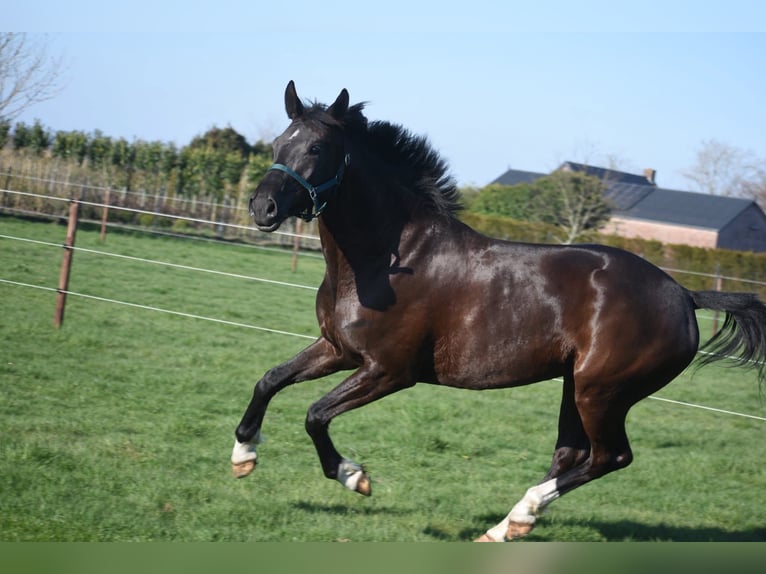 KWPN Jument 4 Ans 168 cm Noir in Achtmaal