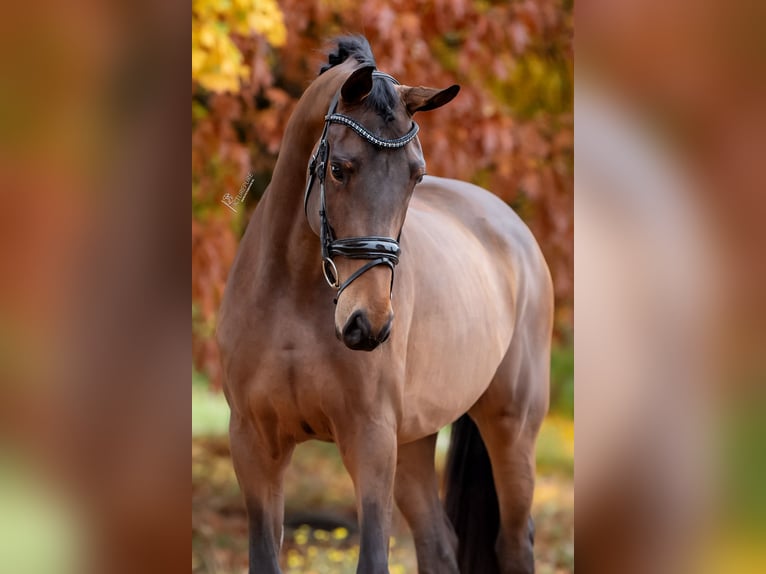 KWPN Jument 4 Ans 169 cm Bai in Peer