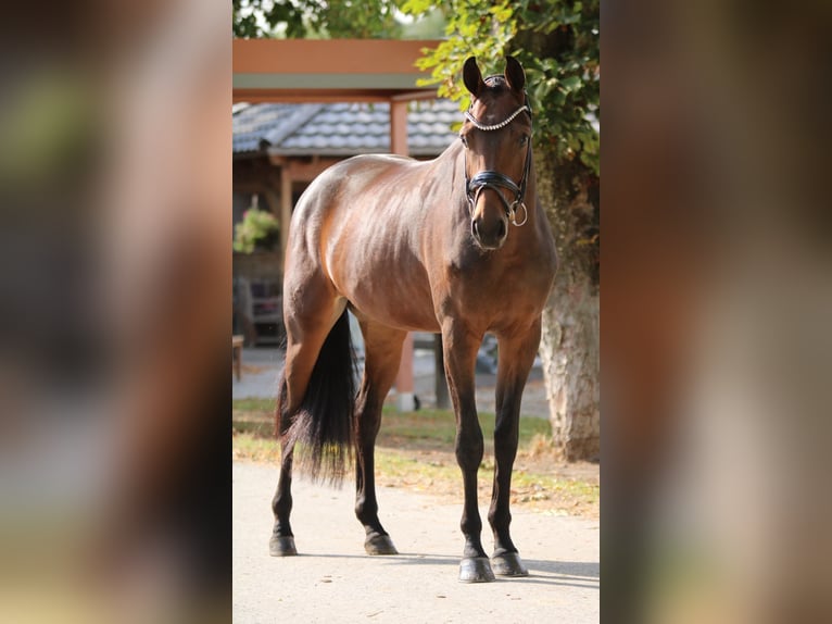 KWPN Jument 4 Ans 169 cm Bai in Xanten