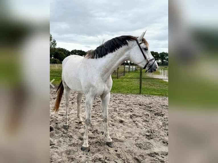 KWPN Jument 4 Ans 169 cm Blanc in Bèkèsszentandrás