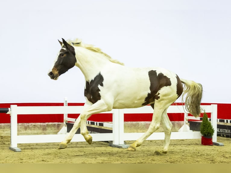 KWPN Jument 4 Ans 169 cm in Waddinxveen