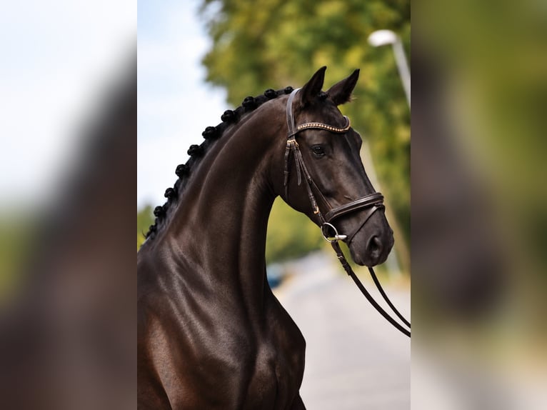 KWPN Jument 4 Ans 169 cm Noir in Cegléd