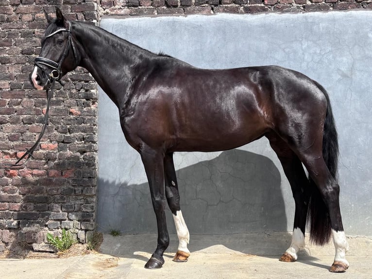 KWPN Jument 4 Ans 169 cm Noir in Essen
