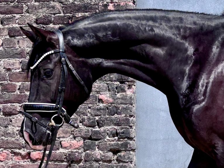 KWPN Jument 4 Ans 169 cm Noir in Essen