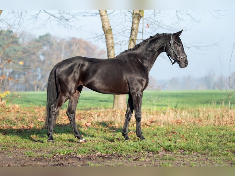 KWPN Jument 4 Ans 169 cm Noir in Peer