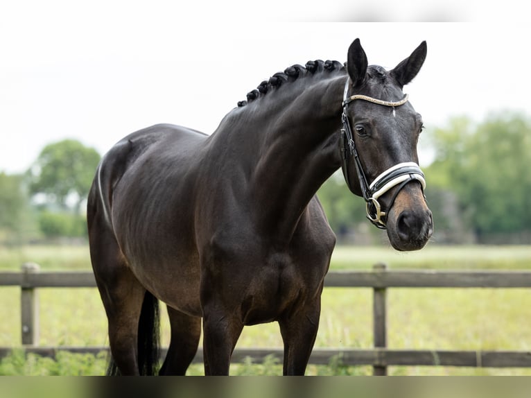 KWPN Jument 4 Ans 170 cm Bai brun in Heteren