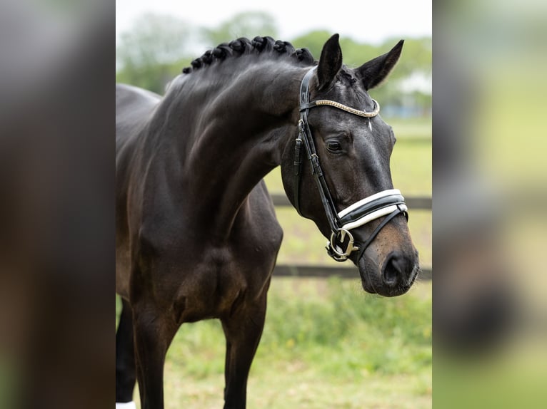 KWPN Jument 4 Ans 170 cm Bai brun in Heteren