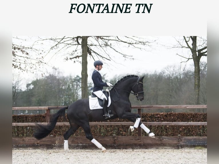 KWPN Jument 4 Ans 170 cm Bai brun in Huizen