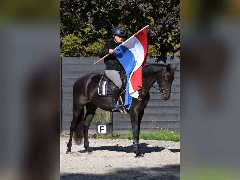 KWPN Jument 4 Ans 170 cm Bai brun foncé in Helmond