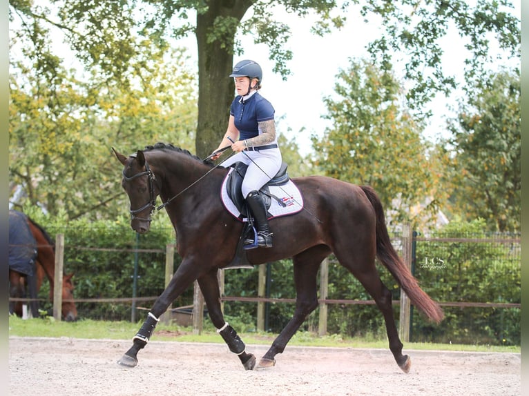 KWPN Jument 4 Ans 170 cm Bai brun foncé in Helmond