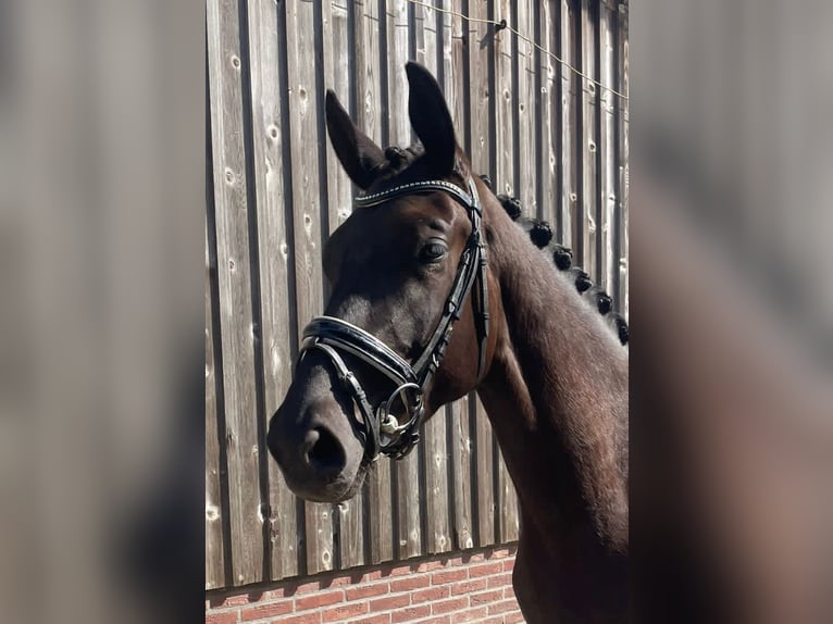 KWPN Jument 4 Ans 170 cm Bai brun foncé in Nijkerkerveen