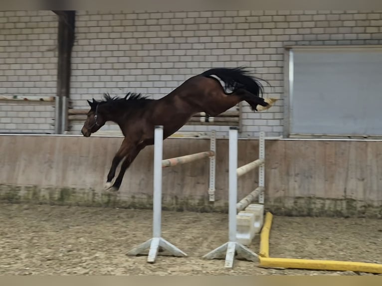 KWPN Jument 4 Ans 170 cm Bai in Königsbach-Stein