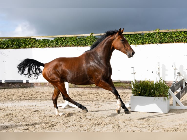 KWPN Jument 4 Ans 170 cm Bai in Waddinxveen KWPN Jument 4 Ans 170 cm Bai in Waddinxveen