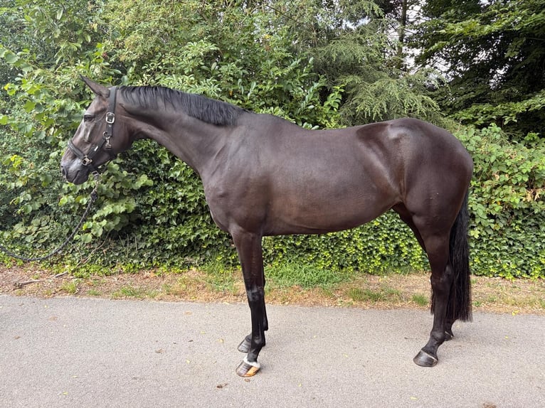 KWPN Jument 4 Ans 170 cm  in Kaulille