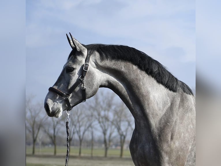 KWPN Jument 4 Ans 170 cm Gris in Szarvas