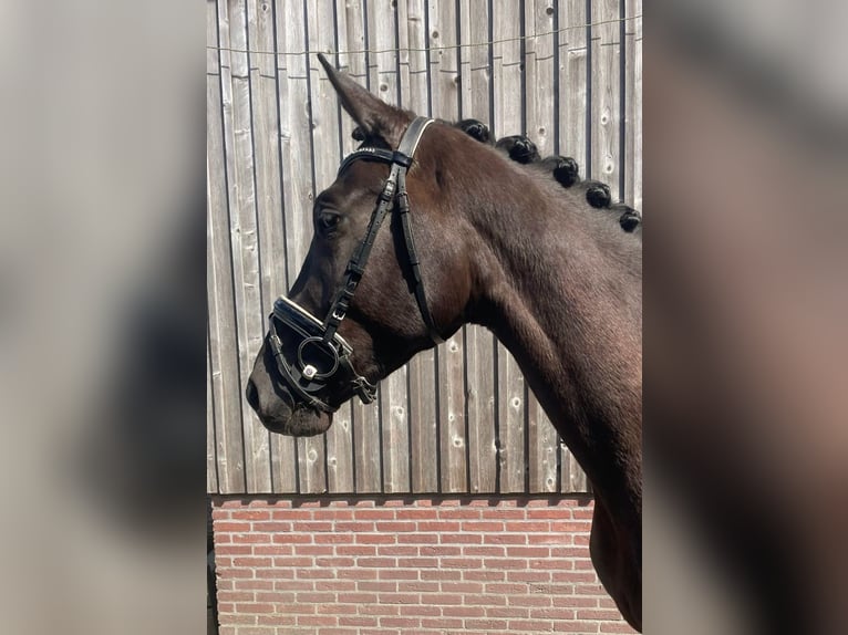 KWPN Jument 4 Ans 170 cm Noir in Leusden