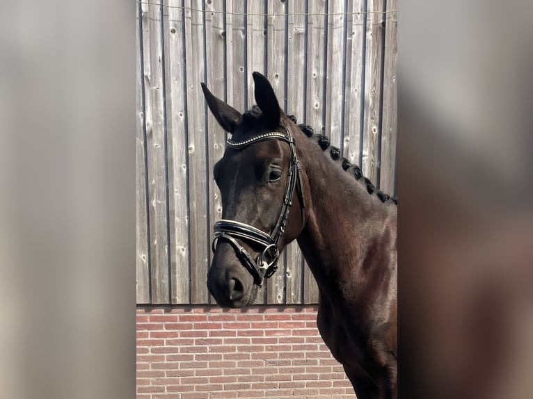 KWPN Jument 4 Ans 170 cm Noir in Leusden