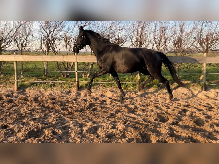 KWPN Jument 4 Ans 170 cm Noir in Uitgeest