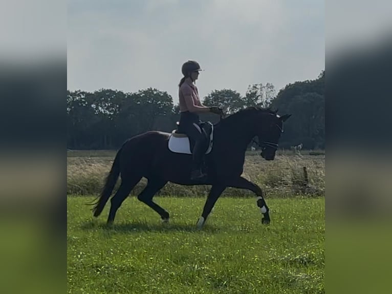 KWPN Jument 4 Ans 170 cm Noir in Wamel