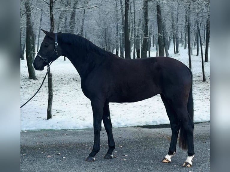 KWPN Jument 4 Ans 170 cm Noir in Murska Sobota