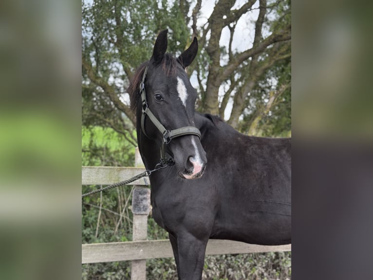 KWPN Jument 4 Ans 170 cm Noir in Uithoorn