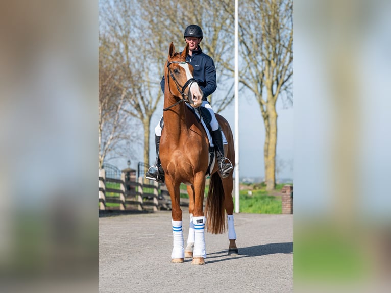 KWPN Jument 4 Ans 172 cm Alezan in Wijdenes