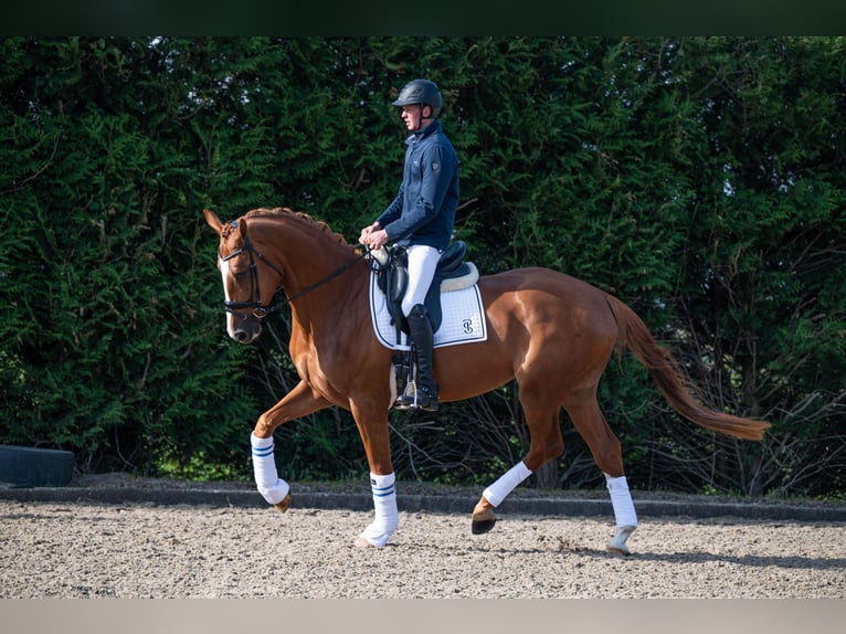 KWPN Jument 4 Ans 172 cm Alezan in Wijdenes