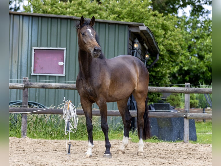 KWPN Jument 4 Ans 172 cm Bai brun in Nieuw-Amsterdam