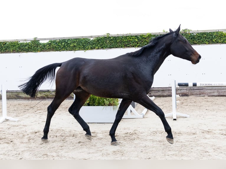 KWPN Jument 4 Ans 172 cm Bai brun in Waddinxveen KWPN Jument 4 Ans 172 cm Bai brun in Waddinxveen