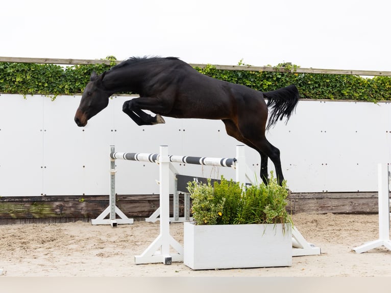 KWPN Jument 4 Ans 172 cm Bai brun in Waddinxveen KWPN Jument 4 Ans 172 cm Bai brun in Waddinxveen