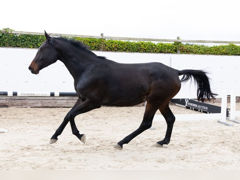 KWPN Jument 4 Ans 172 cm Bai brun in Waddinxveen KWPN Jument 4 Ans 172 cm Bai brun in Waddinxveen