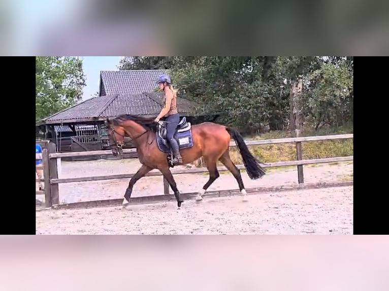 KWPN Jument 4 Ans 172 cm Bai in Ruinen