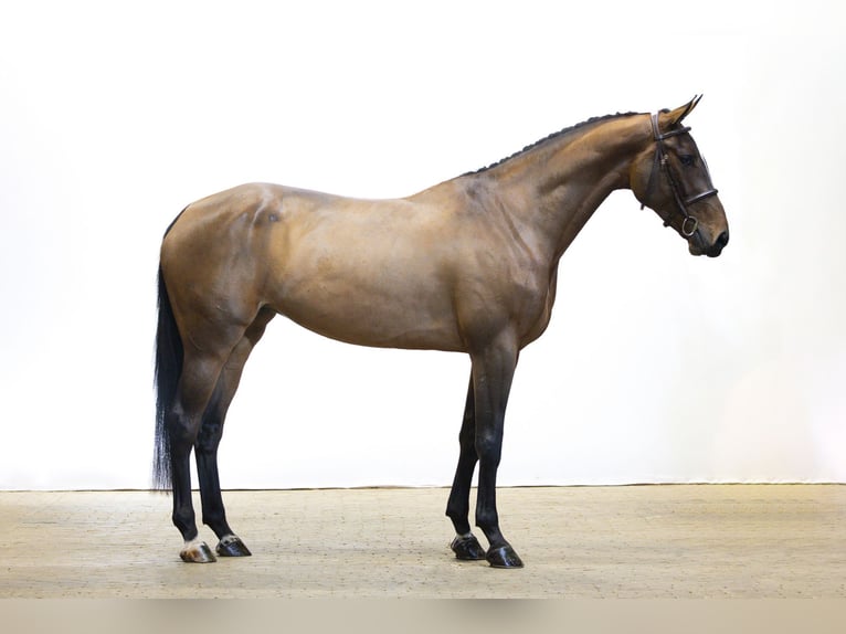 KWPN Jument 4 Ans 172 cm Bai in Waddinxveen