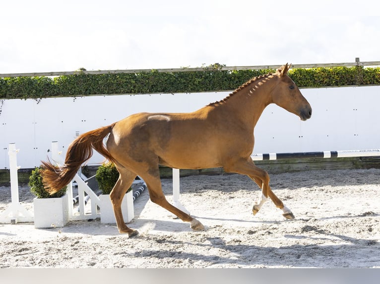 KWPN Jument 4 Ans 172 cm  in Waddinxveen