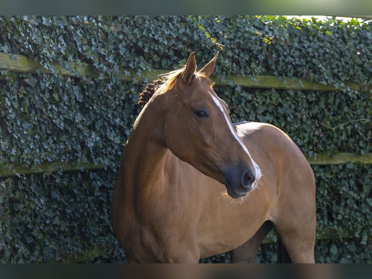 KWPN Jument 4 Ans 172 cm  in Waddinxveen