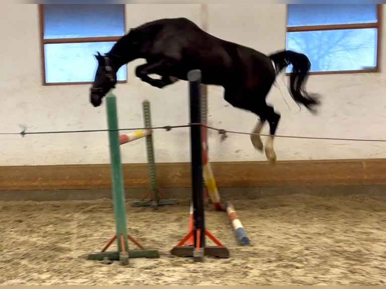 KWPN Jument 4 Ans 172 cm Noir in Bekescsaba