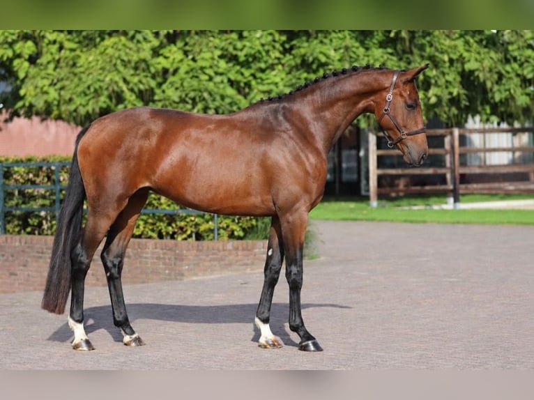 KWPN Jument 4 Ans 173 cm Bai in Zieuwent