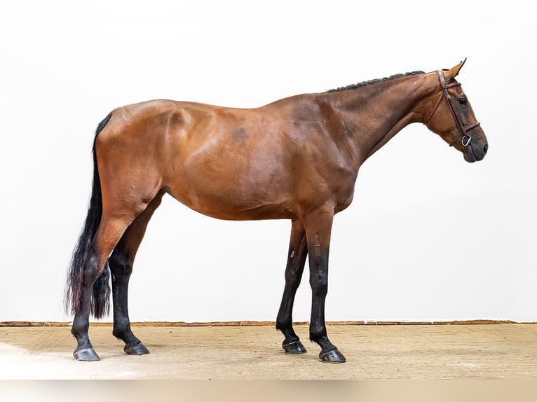 KWPN Jument 4 Ans 175 cm Bai in Waddinxveen