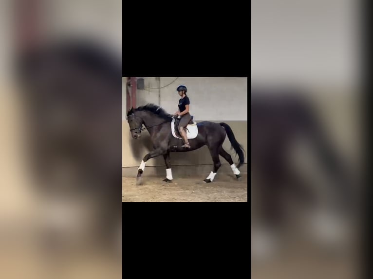 KWPN Jument 4 Ans 175 cm Noir in Kajaszó