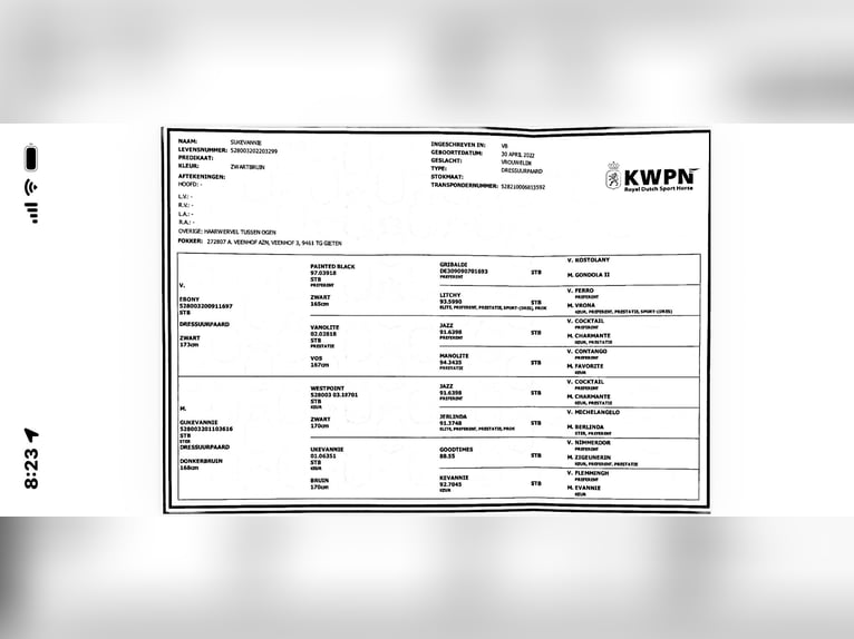 KWPN Jument 4 Ans 175 cm Noir in Kajaszó