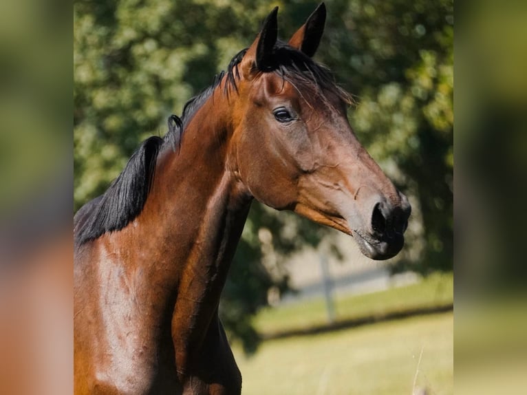 KWPN Jument 4 Ans 176 cm Bai in Bad Neuenahr-Ahrweiler