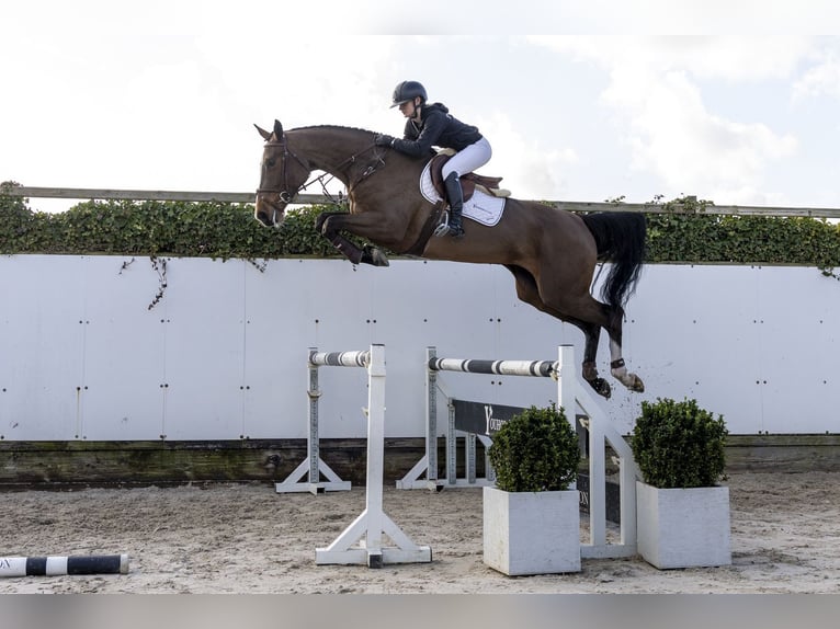 KWPN Jument 4 Ans 176 cm  in Waddinxveen