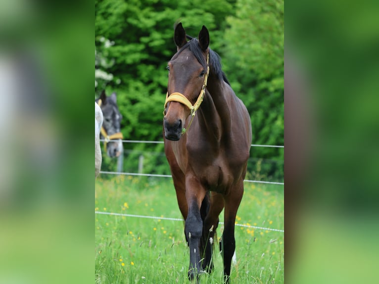 KWPN Jument 4 Ans 180 cm Bai in Nideggen