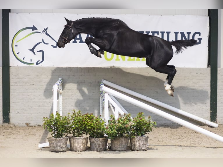 KWPN Jument 4 Ans Bai brun in Heerde