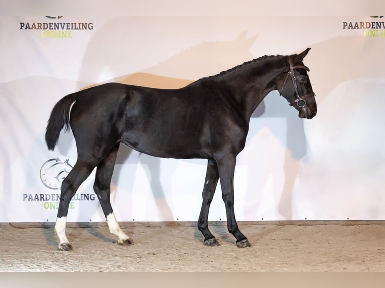 KWPN Jument 4 Ans Bai brun in Heerde