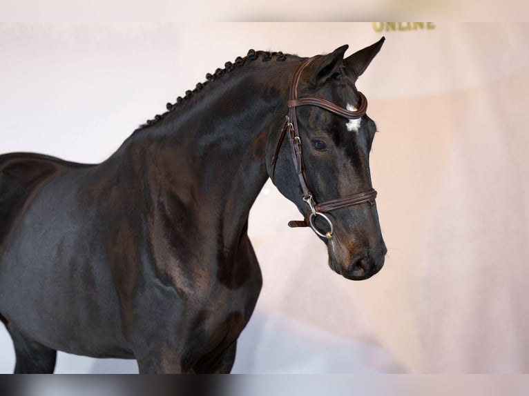 KWPN Jument 4 Ans Bai brun in Heerde