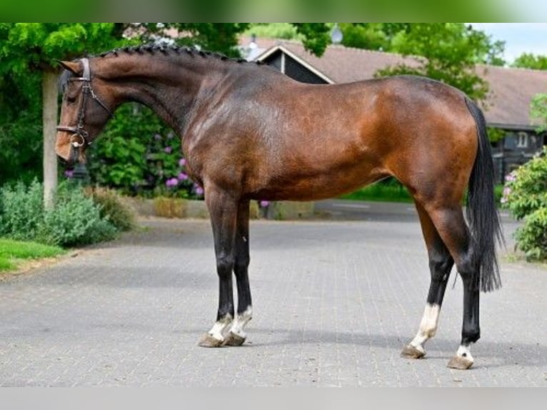 KWPN Jument 4 Ans in Heerde
