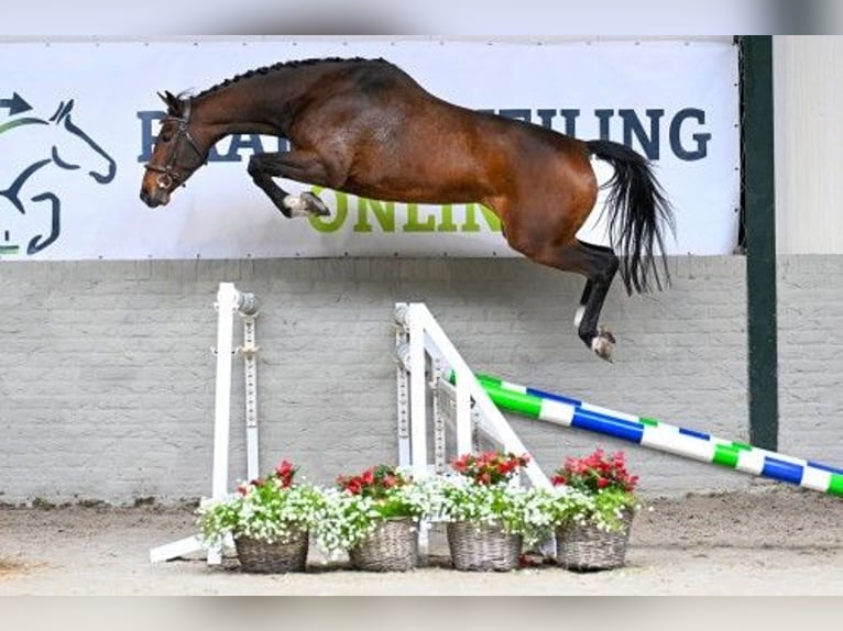 KWPN Jument 4 Ans in Heerde