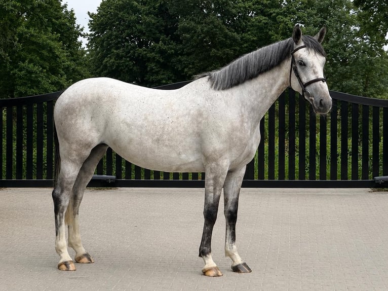 KWPN Jument 4 Ans Gris in Halle