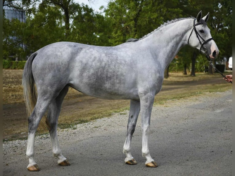 KWPN Jument 4 Ans Gris in Kardos KWPN Jument 4 Ans Gris in Kardos